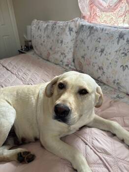Brooke AKA Brookie -  Labrador Retriever Dog for Adoption in Warrington, Pennsylvania - Brooke AKA Brookie | PetCurious