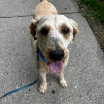 Mandy -  Golden Retriever and Miniature Poodle Dog for Adoption in Madison, Wisconsin - Mandy | PetCurious