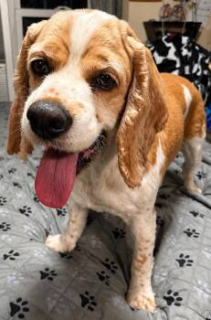 Mildred Millie -  Cocker Spaniel Dog for Adoption - Mildred Millie | PetCurious