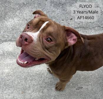 Floyd -  Pit Bull Terrier Dog for Adoption - Floyd | PetCurious