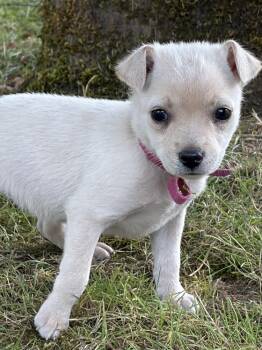Haystack -  Chihuahua Dog for Adoption in Vancouver, Washington - Haystack | PetCurious