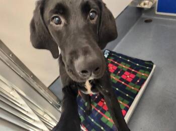 DIESEL -  Labrador Retriever and Mixed Breed Dog for Adoption in St. Louis, Missouri - DIESEL | PetCurious