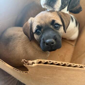 Blossom 15718 -  Boxer and Mixed Breed Dog Available for Adoption in Morganton, North Carolina - Blossom 15718 | PetCurious