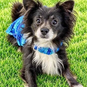 Milo -  Pomeranian Dog for Adoption in Battle Creek, Michigan - Milo | PetCurious