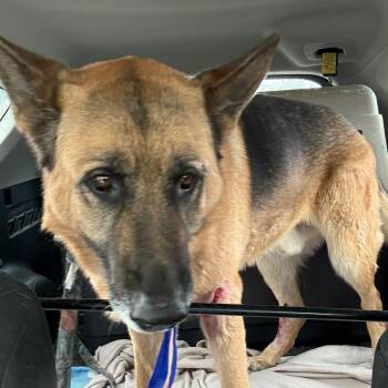 Rufus -  German Shepherd Dog Dog for Adoption in Naperville, Illinois - Rufus | PetCurious