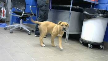 MUSTARD -  Rottweiler and Mixed Breed Dog for Adoption in Albuquerque, New Mexico - MUSTARD | PetCurious