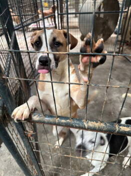 Rescue Mixed Breed Dogs for Adoption in Jackson, Mississippi - Lee | PetCurious