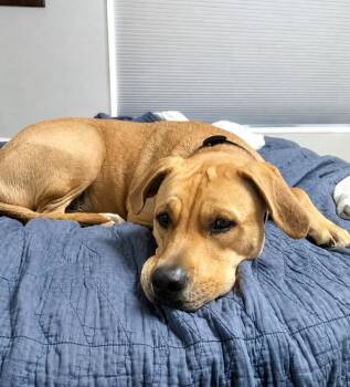 Koopa-LOCAL -  Labrador Retriever Dog for Adoption in Princeton, Massachusetts - Koopa-LOCAL | PetCurious