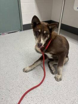 Downtown Brown -  Husky Dog for Adoption in Oakland, California - Downtown Brown | PetCurious