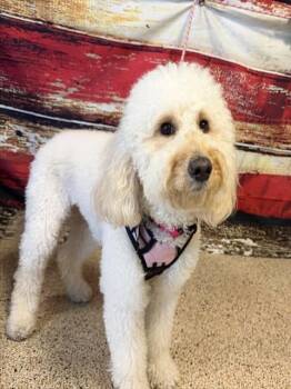 Golden Retriever and Poodle Dogs Available for Adoption in Doral, Florida - ISHA | PetCurious