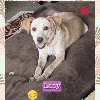 Lacy -  Terrier Dog for Adoption in Queen City, Texas - Lacy | PetCurious