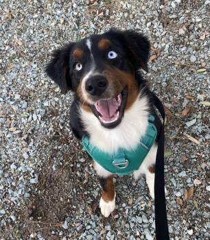 Rescue Australian Shepherd Dogs for Adoption in Ramona, California - Cleo | PetCurious