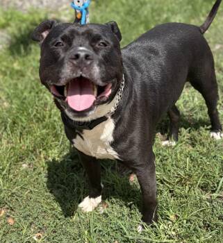 Bubba -  Mixed Breed Dog for Adoption in Mckeesport, Pennsylvania - Bubba | PetCurious