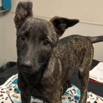 Belgian Shepherd Malinois and Shepherd Dogs Available for Adoption in Oakland, California - Chase | PetCurious