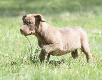 Pit Bull Terrier Dogs Available for Adoption in Mechanicsburg, Pennsylvania - Powell | PetCurious