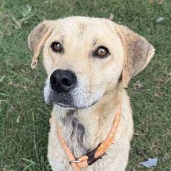 BRADLEY -  Retriever Dog for Adoption in Fernandina Beach, Florida - BRADLEY | PetCurious
