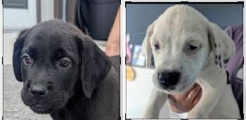Storm and Sunshine -  Labrador Retriever Dog for Adoption in Seaside Heights, New Jersey - Storm And Sunshine | PetCurious