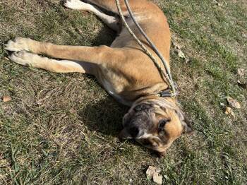 Rescue Cane Corso Dogs for Adoption in Steger, Illinois - Nola | PetCurious