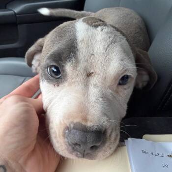 Kayda -  Terrier and Mixed Breed Dog for Adoption in Marshall, Texas - Kayda | PetCurious