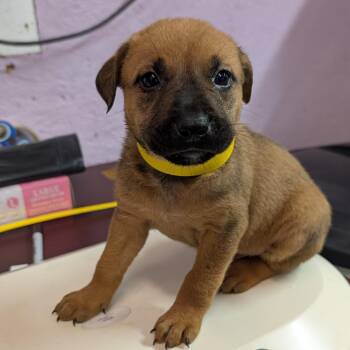 Pumpkin -  Mixed Breed Dog for Adoption in Jefferson City, Tennessee - Pumpkin | PetCurious