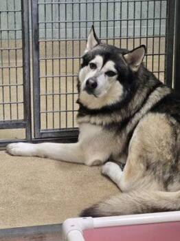 Alaskan Malamute Dogs Available for Adoption in Oakland, California - Roky | PetCurious