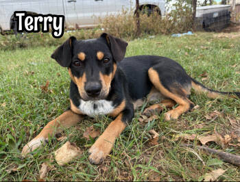 Rescue Rat Terrier and Shepherd Dogs for Adoption in Tulsa, Oklahoma - Terry | PetCurious