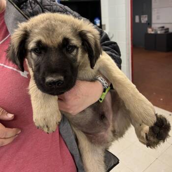Labrador Retriever and Shepherd Dogs Available for Adoption - Bugs | PetCurious