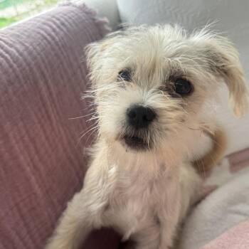Terrier Dogs Available for Adoption in Houston, Texas - Gustavo | PetCurious