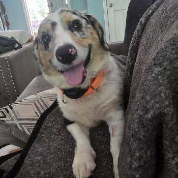 Marley -  Corgi and Australian Shepherd Dog for Adoption in Myrtle Beach, South Carolina - Marley | PetCurious