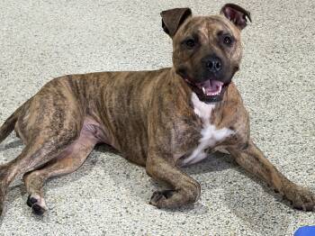 Sweetie... pocket bully -  American Bully Dog for Adoption in Metairie, Louisiana - Sweetie... Pocket Bully | PetCurious