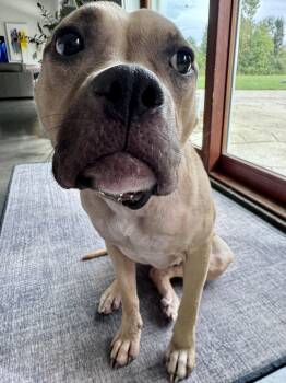 Daphne -  Mixed Breed Dog for Adoption in New Albany, Ohio - Daphne | PetCurious