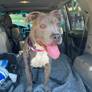 KONA -  Pit Bull Terrier Dog for Adoption in Las Vegas, Nevada - KONA | PetCurious