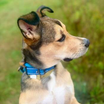 Buck -  Shepherd and Mixed Breed Dog for Adoption in Park Falls, Wisconsin - Buck | PetCurious