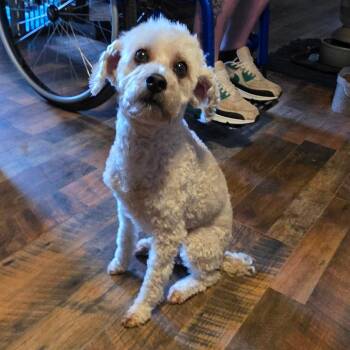 Poodle Dogs Available for Adoption - Blossom | PetCurious