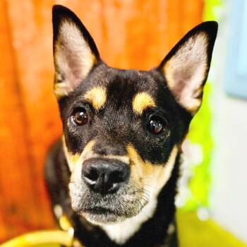 Rip -  Shepherd and Beagle Dog for Adoption in Lebanon, Missouri - Rip | PetCurious