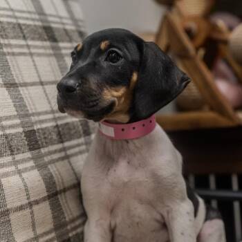 Gordita -  Hound and Mixed Breed Dog for Adoption in Pawling, New York - Gordita | PetCurious