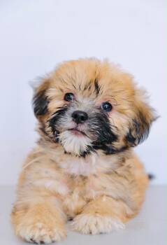 Skipper -  Maltipoo and Shih Tzu Dog for Adoption in San Diego, California - Skipper | PetCurious