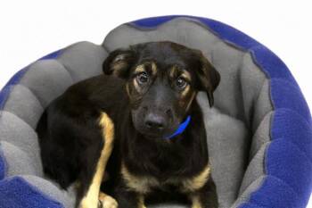 PELUCHE -  German Shepherd Dog and Mixed Breed Dog for Adoption in Fort Lauderdale, Florida - PELUCHE | PetCurious