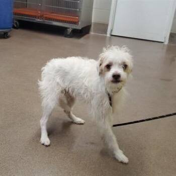 Draco -  Maltese Dog for Adoption - Draco | PetCurious
