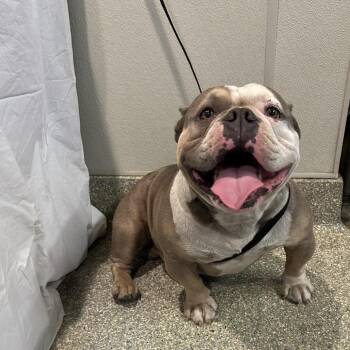 IVHS-Stray-140524 -  American Bulldog Dog for Adoption in San Gabriel, California - IVHS-Stray-140524 | PetCurious