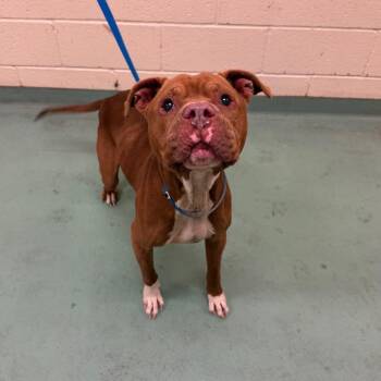 Mixed Breed Dogs Available for Adoption - Big Red | PetCurious