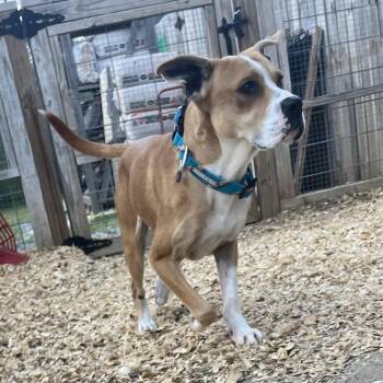 Mixed Breed Dogs Available for Adoption - Buddy (Adoption Fee Sponsored!) | PetCurious