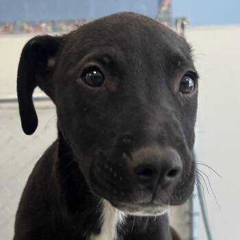 Jessica -  Mixed Breed Dog for Adoption in Las Cruces, New Mexico - Jessica | PetCurious