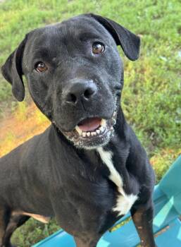 Artie -  Pit Bull Terrier Dog for Adoption in Anderson, Indiana - Artie | PetCurious