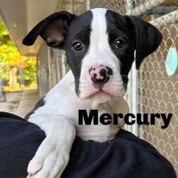 Mercury 260756 -  Mixed Breed Dog for Adoption in Gladstone, Michigan - Mercury 260756 | PetCurious