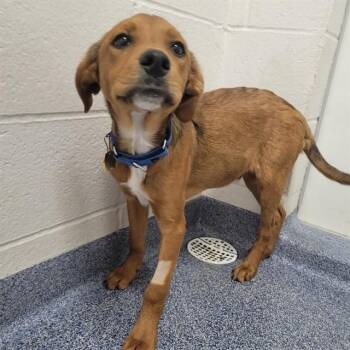 Pit Bull Terrier and Plott Hound Dogs Available for Adoption - FISH | PetCurious