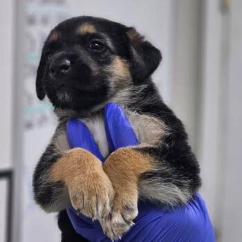 Oatmeal -  Shepherd Dog for Adoption - Oatmeal | PetCurious