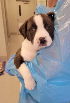 Pit Bull Terrier and Mixed Breed Dogs Available for Adoption in Chillicothe, Ohio - Duck | PetCurious