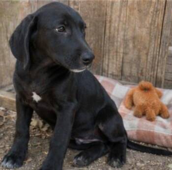 Darlene -  Pointer and Labrador Retriever Dog for Adoption in Batesville, Arkansas - Darlene | PetCurious