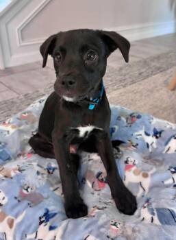 Ranger -  Terrier Dog for Adoption in Clearwater, Florida - Ranger | PetCurious